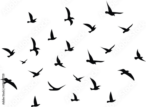Black and white birds flock silhouettes