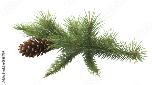 Valokuva Spruce branch winter