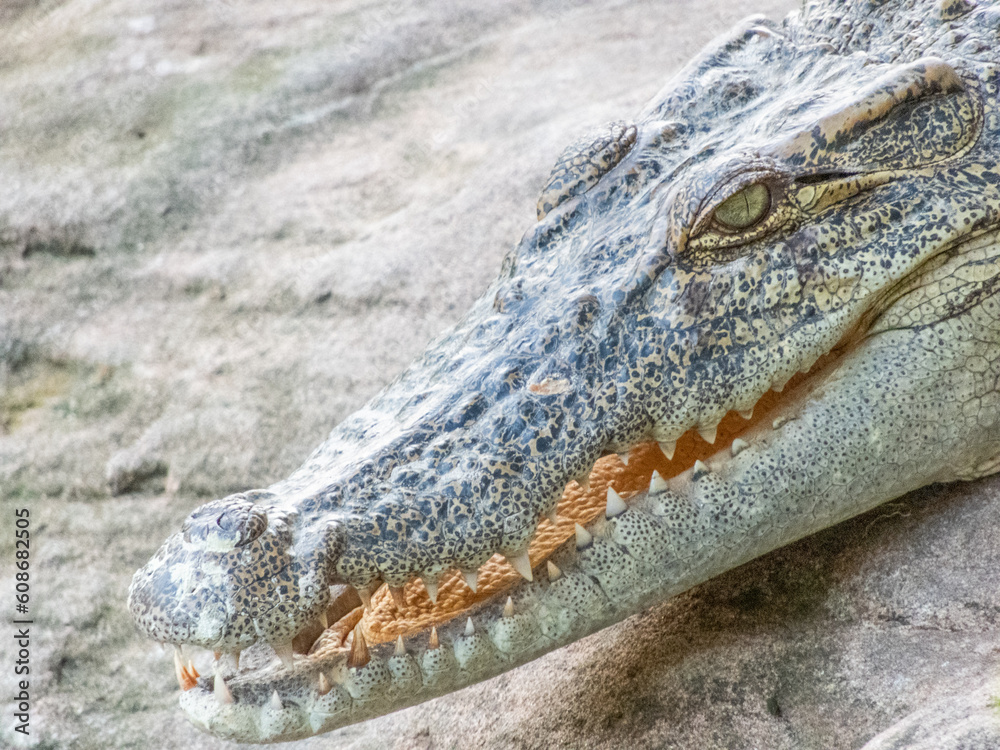 Obraz premium Freshwater crocodiles are freshwater mammals that live in freshwater areas or freshwater marshes in Thailand. It looks different from saltwater crocodiles are large enough to live in freshwatercloseup