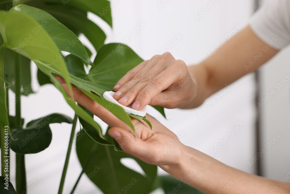 Woman wiping leaves of beautiful houseplant with cotton pad indoors, closeup