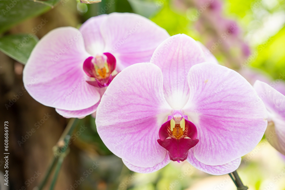Obraz premium Big Pink streaked orchid flower in the garden.