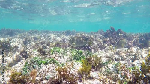 Gray surgeonfish swimming in the sea of Maracaipe, Brazil