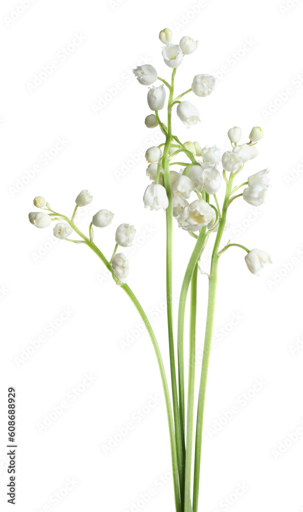 Fototapeta premium Beautiful lily of the valley flowers on white background