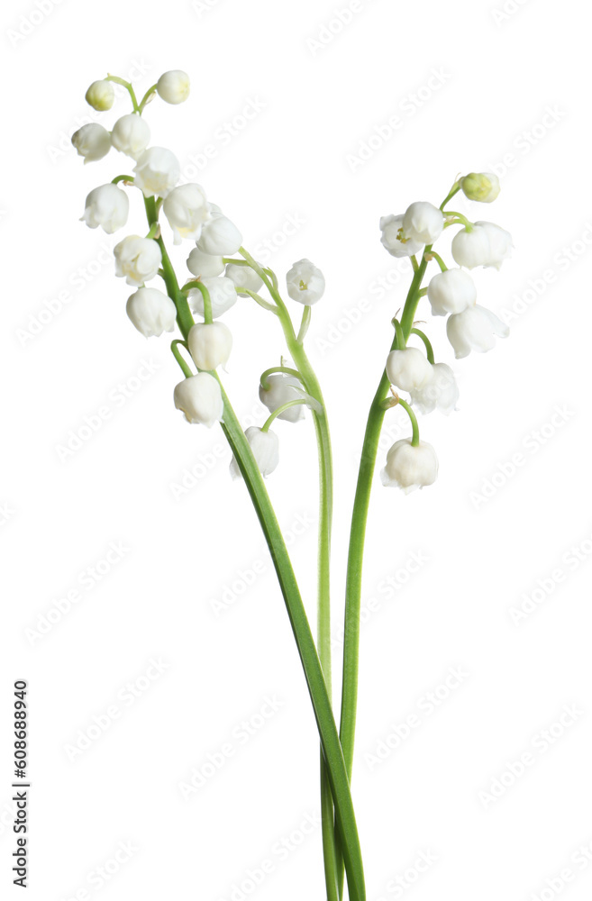 Fototapeta premium Beautiful lily of the valley flowers on white background