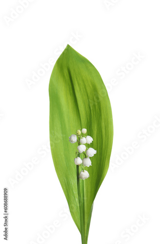 Beautiful lily of the valley flower with green leaf on white background