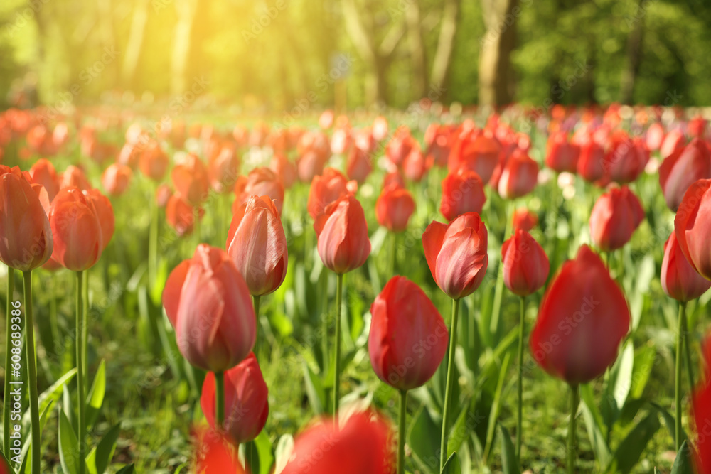 Fototapeta premium Beautiful red tulips growing outdoors on sunny day, closeup