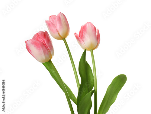 Beautiful pink tulip flowers isolated on white © New Africa
