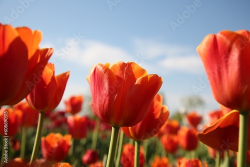 Beautiful red tulip flowers growing in field on sunny day, closeup
