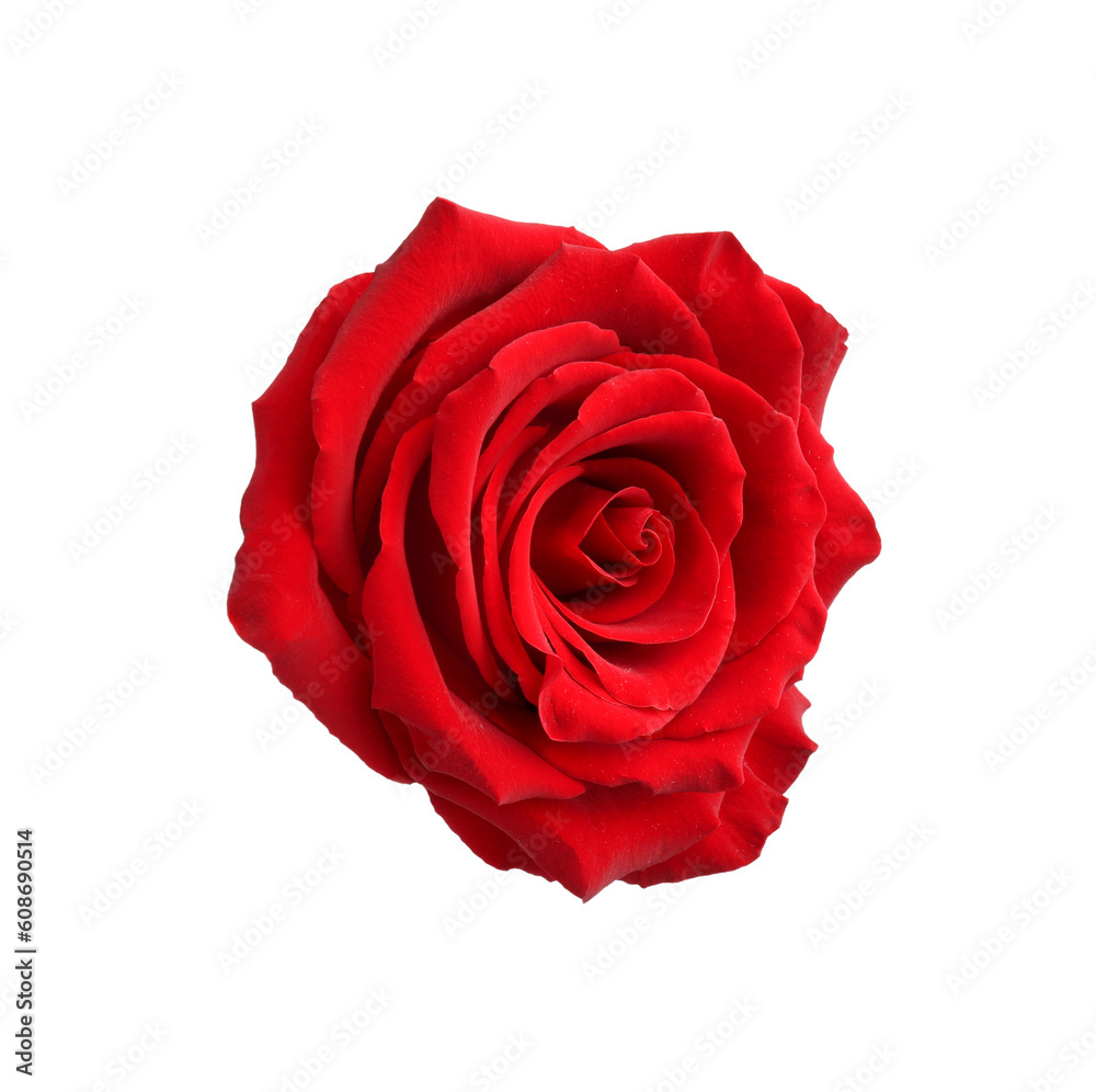 Beautiful fresh red rose isolated on white Beautiful fresh red rose isolated on white