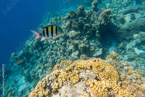 Fishes in a coral reef under water of the Red Sea.