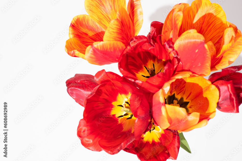 bouquet of red tulips on white background. spring flowers. The 8 March design cover