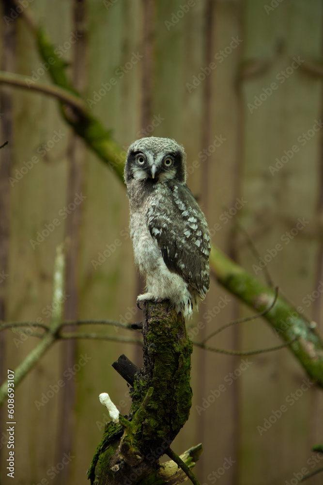 Portrait of baby northern hawk owl (Surnia ulula) Portrait of baby northern hawk owl (Surnia ulula)