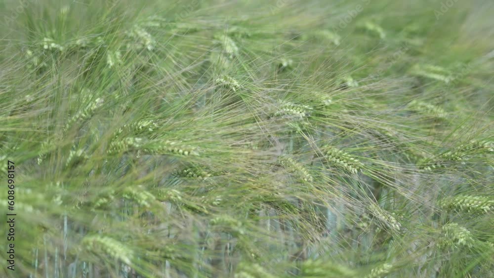 Green plants of wheat in the wind Green plants of wheat in the wind