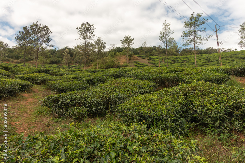tea plantation on the side of a hill