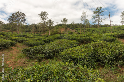 tea plantation on the side of a hill