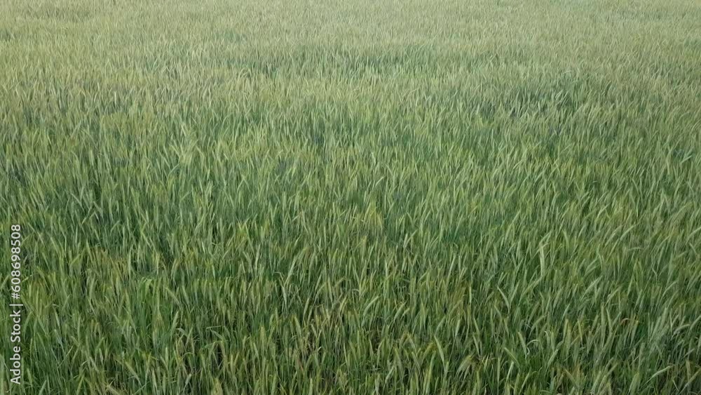 Ears and leaves of young green organic wheat sway in the wind Ears and leaves of young green organic wheat sway in the wind