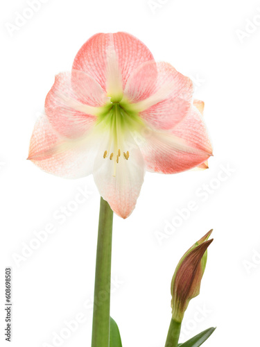 Pink Lilium Flover Isolated on White 