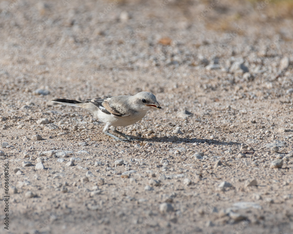 Juvenile Great grey shrike with a tiny beetle in the beak Juvenile Great grey shrike with a tiny beetle in the beak