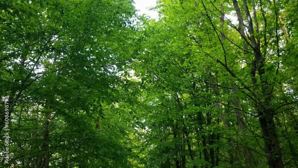 A dirt footpath that leads through a dense leafy green forest A dirt footpath that leads through a dense leafy green forest