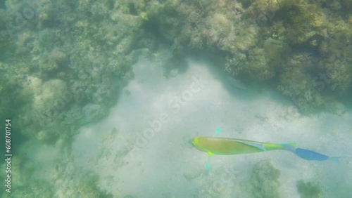 Parrot fish swimming peacefully in the natural pools of Maragogi, Brazil