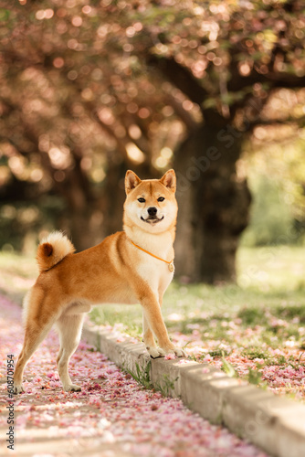 Shiba Inu on the background of blooming cherry blossoms