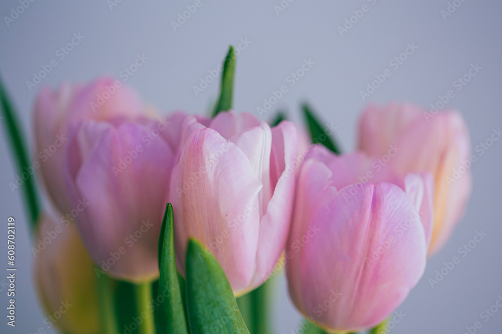 Fototapeta premium Pink tulips beautiful flower bouquet on a grey background 