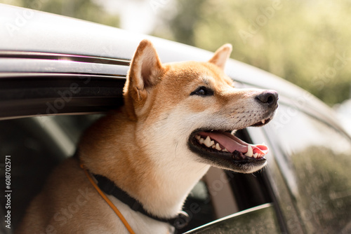 Papier peint A happy shiba inu with his mouth open looks out the car window on a sunny day an