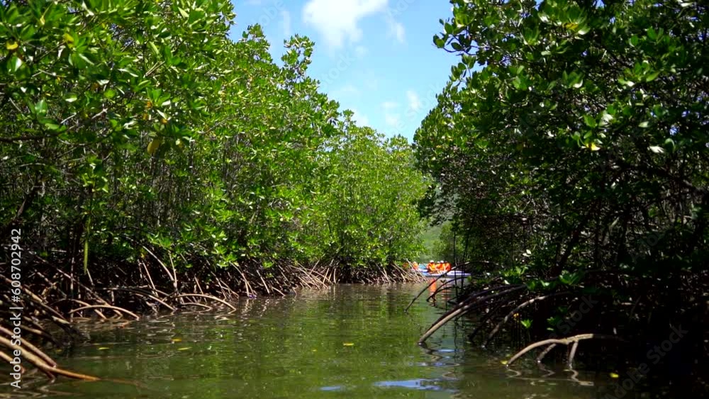 Mangroves. Trees that desalinate seawater. An island near Nha Trang in Vietnam. Slow motion from a boat. Mangroves. Trees that desalinate seawater. An island near Nha Trang in Vietnam. Slow motion from a boat.