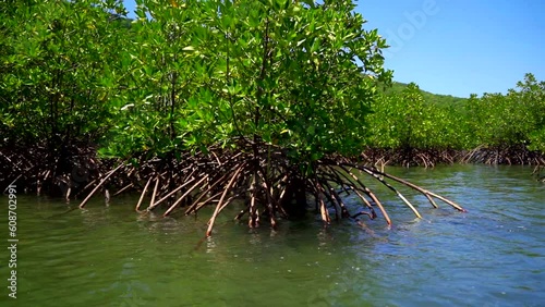 Mangroves. Trees that desalinate seawater. An island near Nha Trang in Vietnam. Slow motion from a boat.