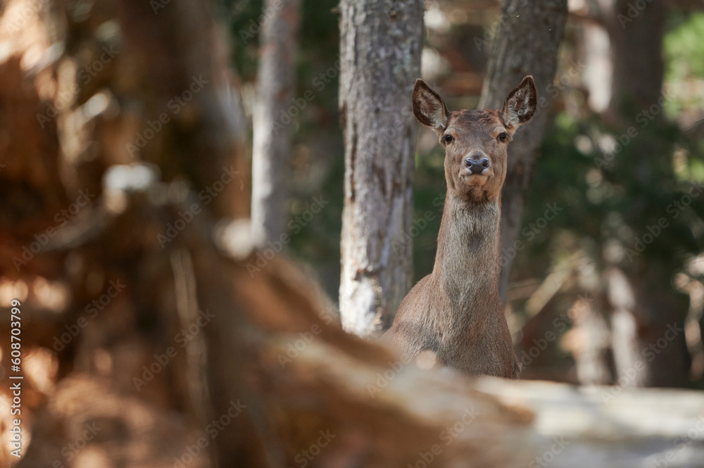 Wild red deer standing among trees in forest Wild red deer standing among trees in forest