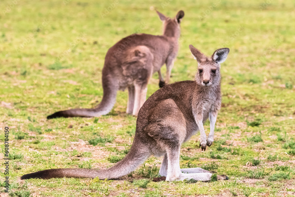 Two eastern grey kangaroos (Macropus giganteus) standing outdoors Two eastern grey kangaroos (Macropus giganteus) standing outdoors