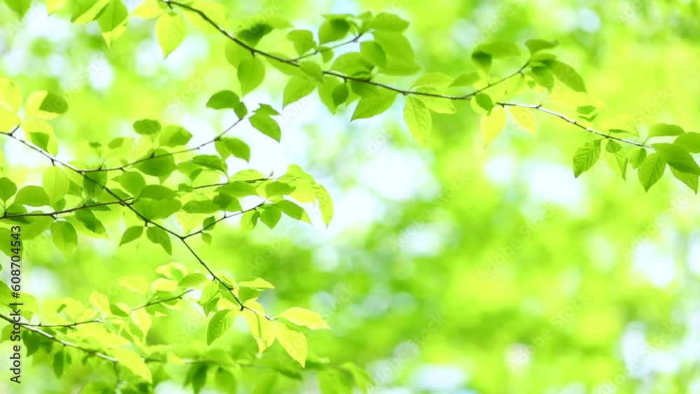 エコイメージ　新緑　木漏れ日　若葉