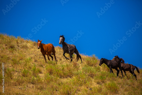 A herd of horses graze in the meadow in summer  eat grass  walk and frolic. Pregnant horses and foals  livestock breeding concept.