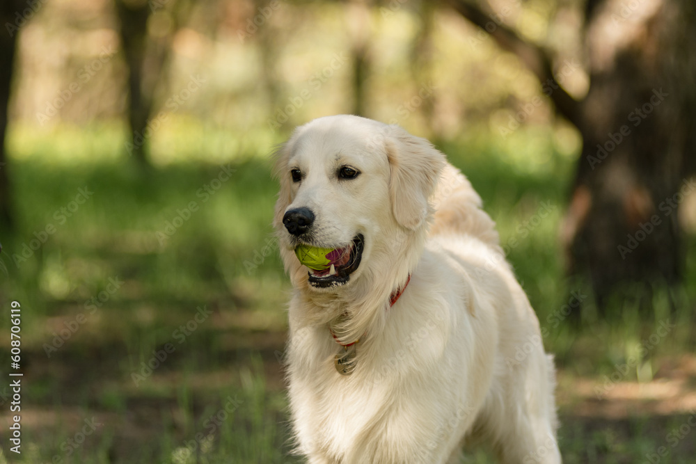 Portrait of a Golden Retriever with its mouth open happily walking in the park in the summertime Portrait of a Golden Retriever with its mouth open happily walking in the park in the summertime