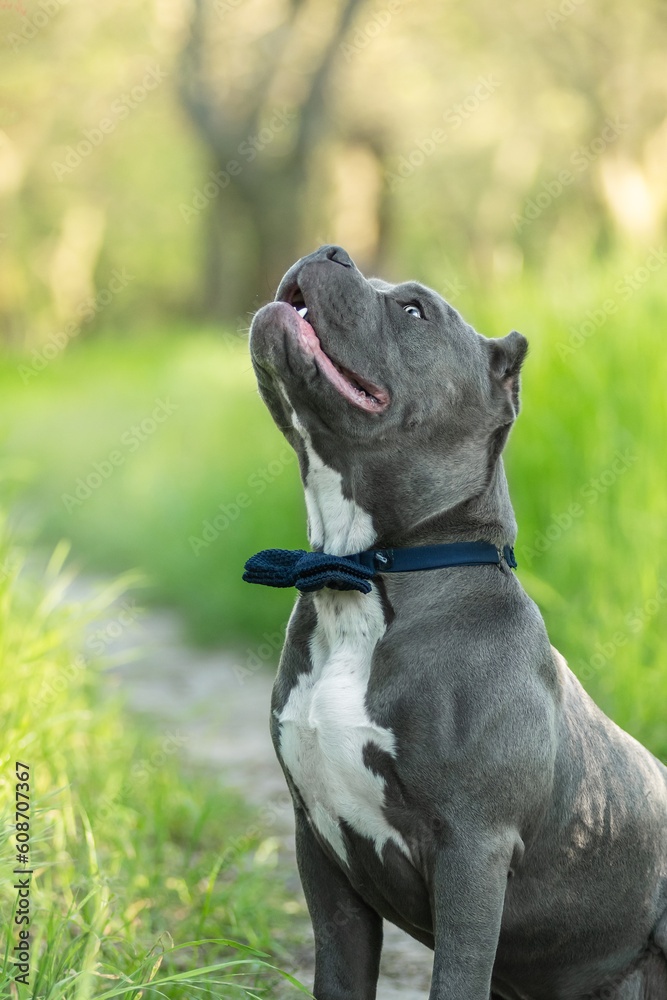 An adorable American Bully puppy poses in a blue bowtie at the park in the spring 