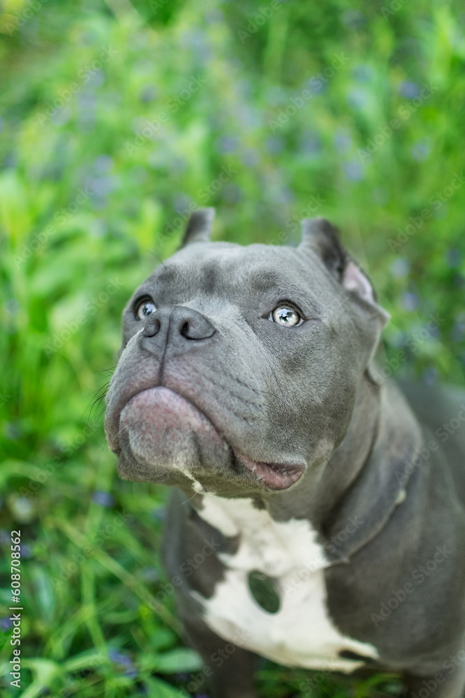 An adorable American Bullie puppy poses in the park in the spring