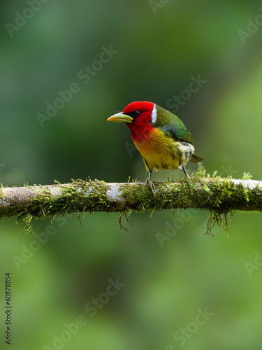 Red-headed Barbet portrait on mossy stick against green background