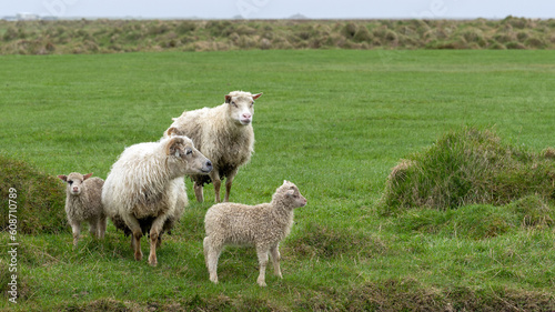 Little sheep family on a pasture in iceland 
