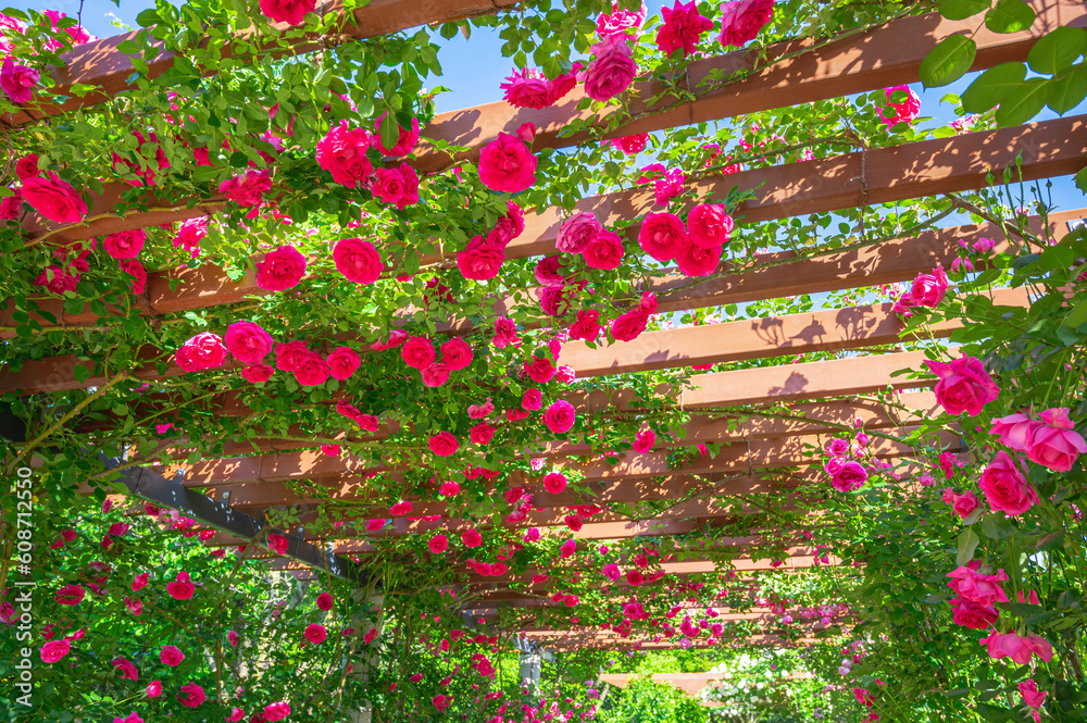 Obraz premium バラのアーチ 信州スカイパーク