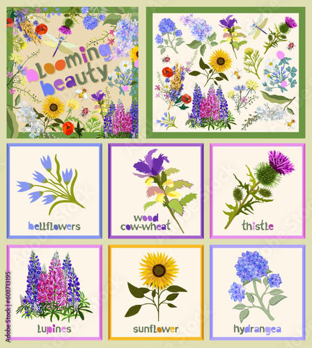 Blooming beaty. Big set of floral elements with lettering. Bellflowers, wood cow-wheat, thistle, lupines, sunflower, hydrangea.