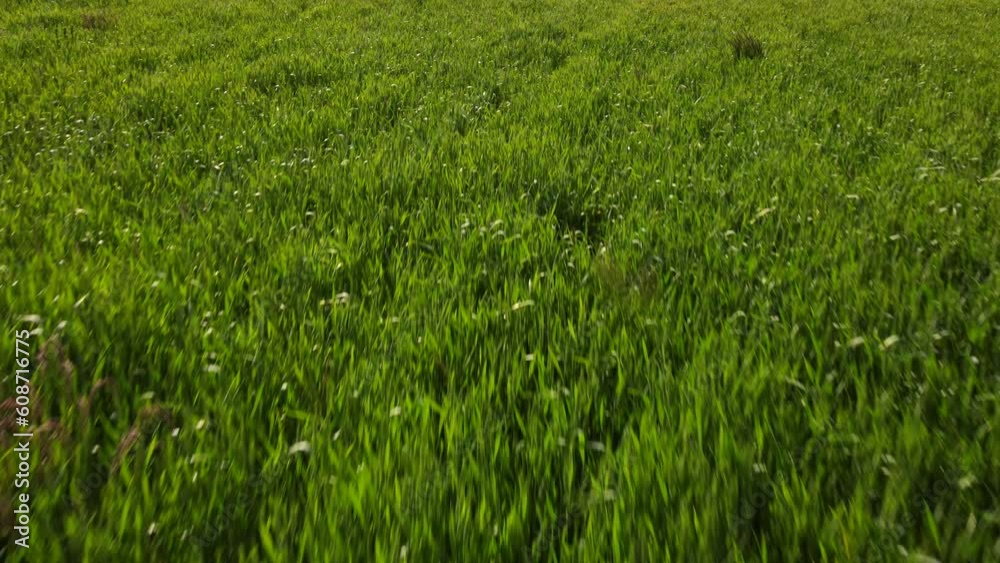 Aerial view of green agricultural field on beautiful sunny day and young wheat ears waving in wind. Flying over fresh wheat. Modern agriculture. Drone flying over green fields in spring or summer Aerial view of green agricultural field on beautiful sunny day and young wheat ears waving in wind. Flying over fresh wheat. Modern agriculture. Drone flying over green fields in spring or summer