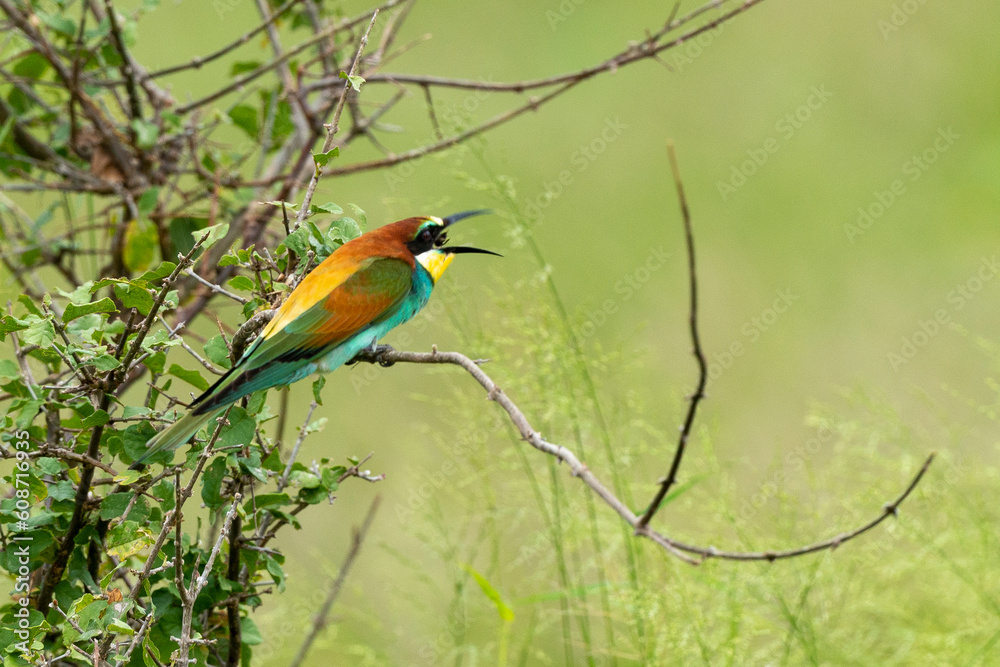 Fototapeta premium Guêpier d'Europe,.Merops apiaster, European Bee eater