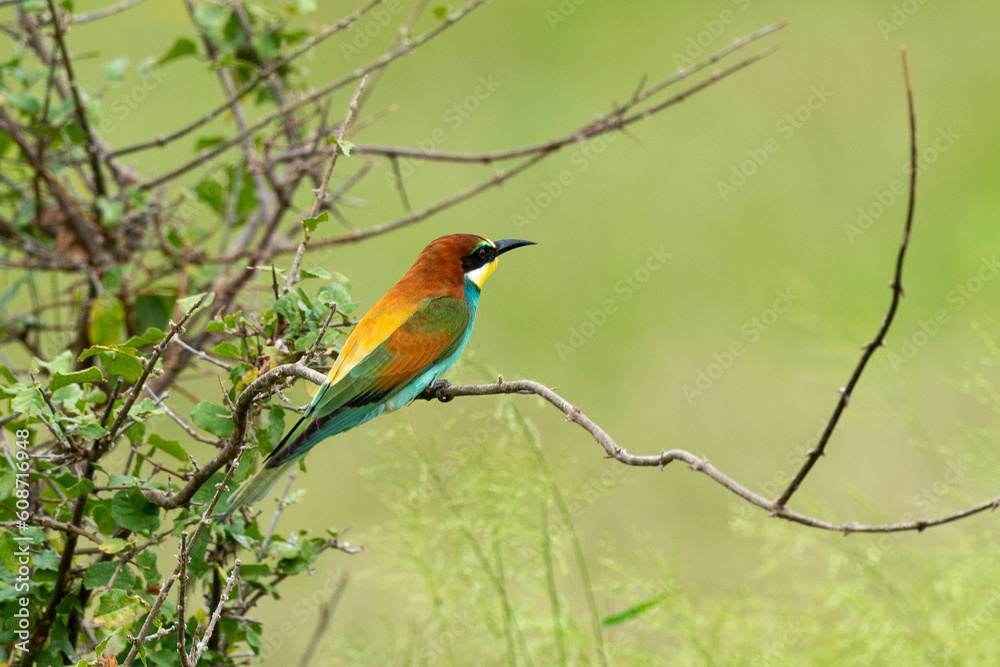 Guêpier d'Europe,.Merops apiaster, European Bee eater Guêpier d'Europe,.Merops apiaster, European Bee eater