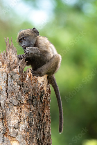 Babouin chacma, Papio ursinus , chacma baboon, Parc national Kruger, Afrique du Sud