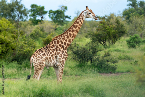 Girafe du Cap, Girafe d'Afrique du Sud, Giraffa camelopardalis giraffa, giraffa giraffa giraffa, Parc national Kruger, Afrique du Sud © JAG IMAGES