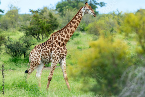 Girafe du Cap  Girafe d Afrique du Sud  Giraffa camelopardalis giraffa  giraffa giraffa giraffa  Parc national Kruger  Afrique du Sud