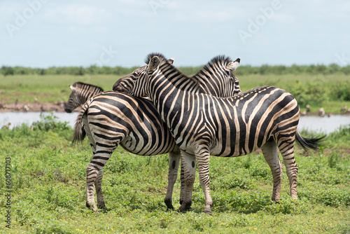 Zèbre de Burchell, Equus quagga burchelli, Parc national Kruger, Afrique du Sud