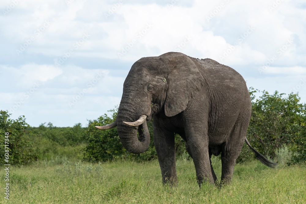 Fototapeta premium Éléphant d'Afrique, Loxodonta africana, Parc national Kruger, Afrique du Sud