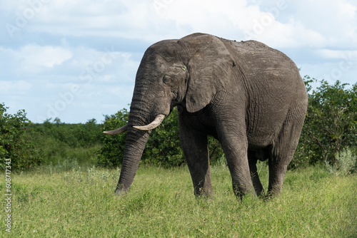   l  phant d Afrique  Loxodonta africana  Parc national Kruger  Afrique du Sud