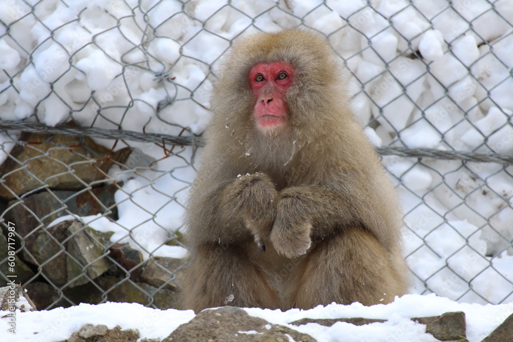 Naklejka premium Snow monkey by the hot spring in Nagano, Japan